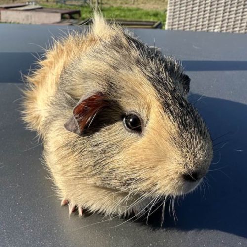 Cochon d'inde citron #1