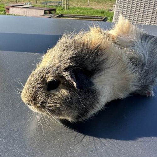 Cochon d'inde citron #3