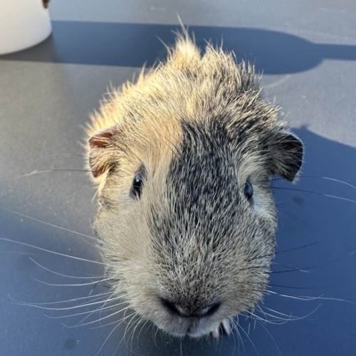 Cochon d'inde citron #5