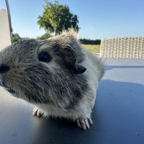 Cochon d'inde citron #6