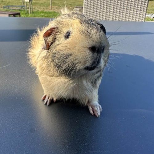 Cochon d'inde citron #8