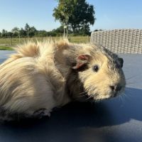 Cochon d'inde citron