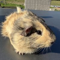 Cochon d'inde citron #4