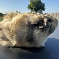 Cochon d'inde citron #7