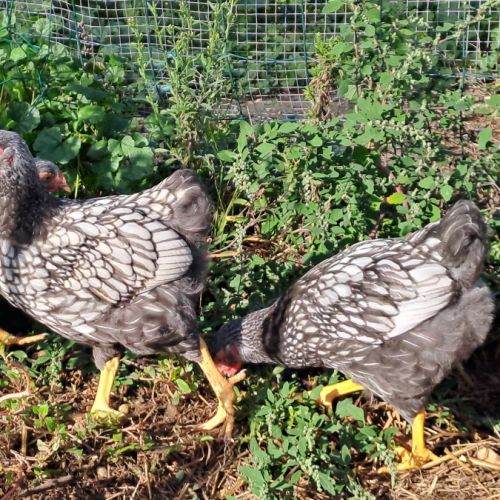 Coq wyandotte argenté liseré noir #2