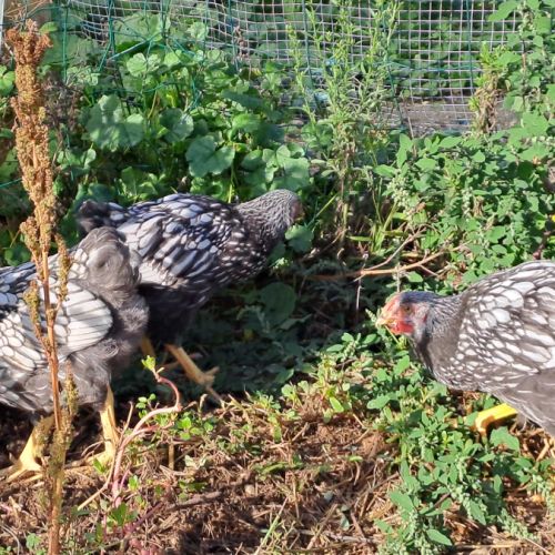 Coq wyandotte argenté liseré noir #0