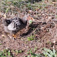 Coq wyandotte argenté liseré noir #1