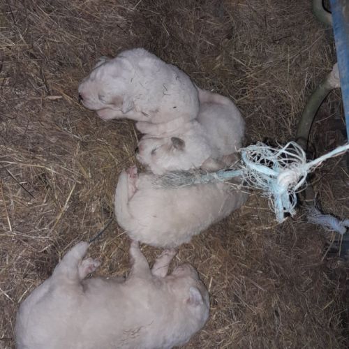 Chien (chiot) montagne des pyrénées