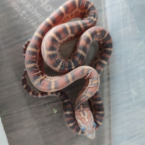 Pantherophis scaleless #2