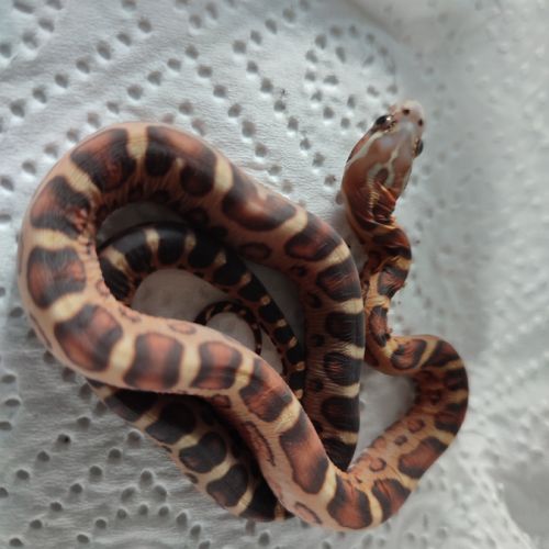 Pantherophis scaleless #4