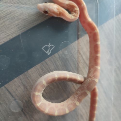 Pantherophis scaleless #6