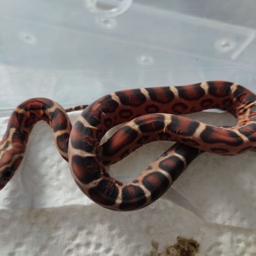 Pantherophis scaleless #9