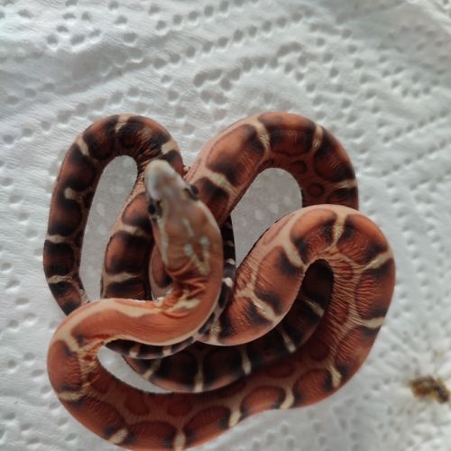 Pantherophis scaleless #10