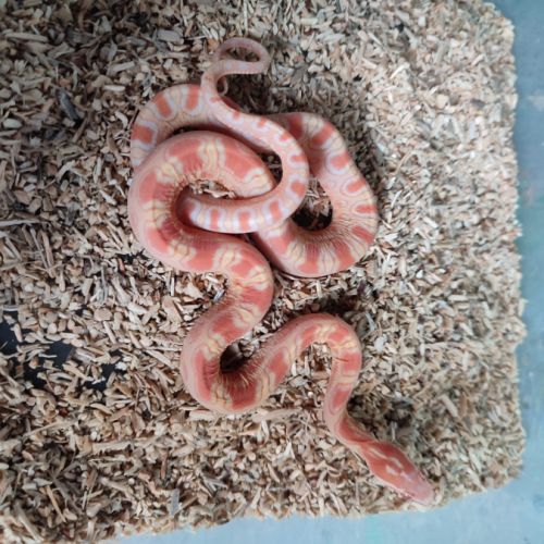 Pantherophis scaleless #0