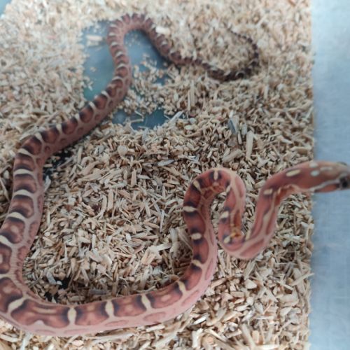 Pantherophis scaleless #4