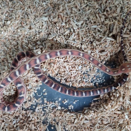 Pantherophis scaleless #7