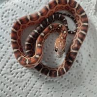 Pantherophis scaleless #1