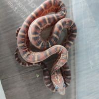 Pantherophis scaleless #2