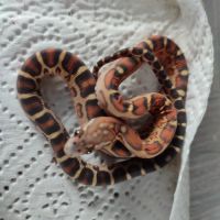Pantherophis scaleless #0