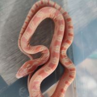 Pantherophis scaleless #5