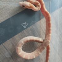 Pantherophis scaleless #6