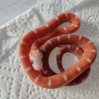 Pantherophis scaleless #7