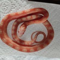 Pantherophis scaleless #8