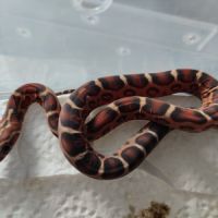 Pantherophis scaleless #9