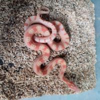 Pantherophis scaleless