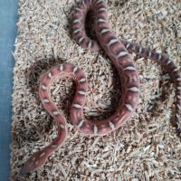 Pantherophis scaleless #3