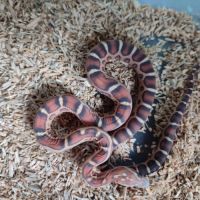 Pantherophis scaleless #5