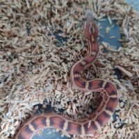 Pantherophis scaleless #6