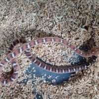 Pantherophis scaleless #7