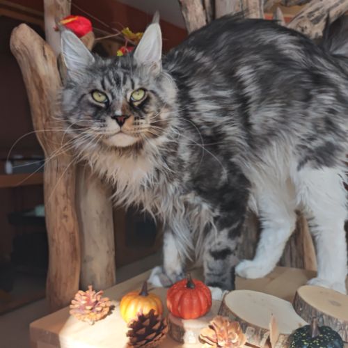 Chatons maine coon loof à réserver #1