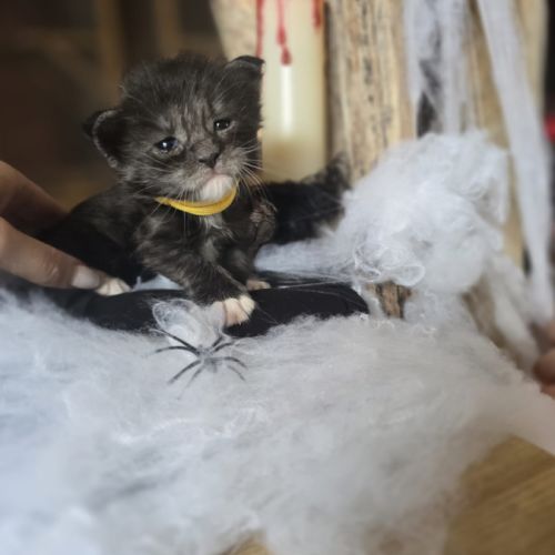 Chatons maine coon loof à réserver