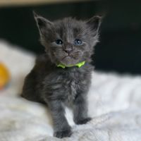 Chatons maine coon loof à réserver