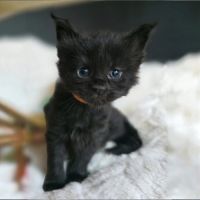 Chatons maine coon loof à réserver