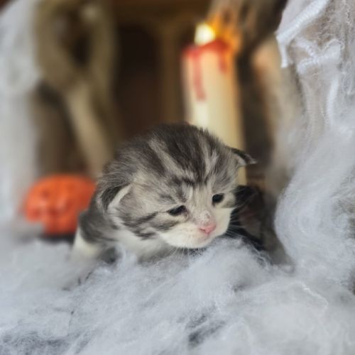 Chatons maine coon loof à réserver polydactyles #4