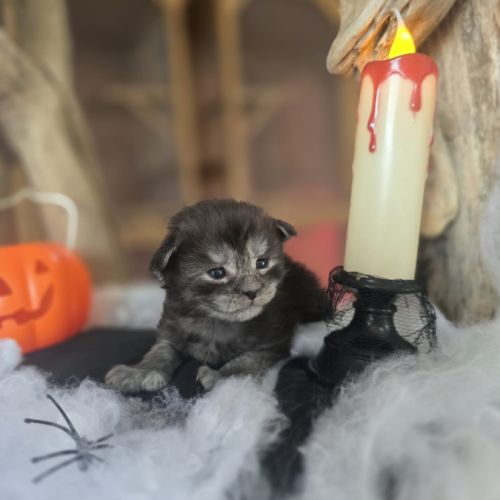 Chatons maine coon loof à réserver polydactyles
