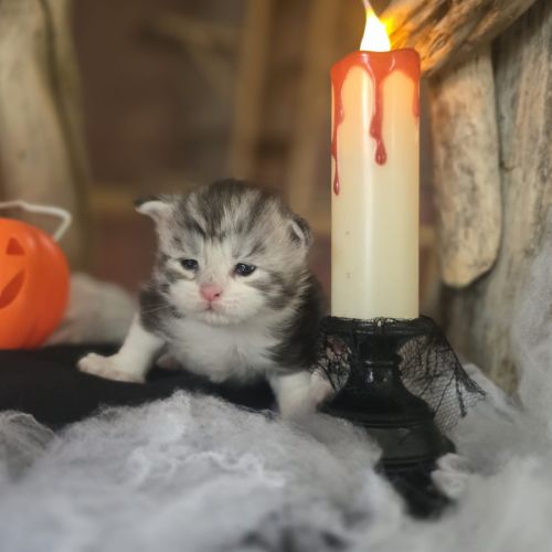 Chatons maine coon loof à réserver polydactyles #6