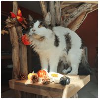 Chatons maine coon loof à réserver polydactyles #1