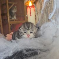 Chatons maine coon loof à réserver polydactyles #3