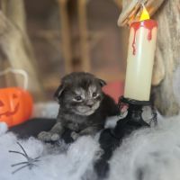 Chatons maine coon loof à réserver polydactyles
