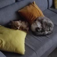 Chihuahua adulte femelle à poil long