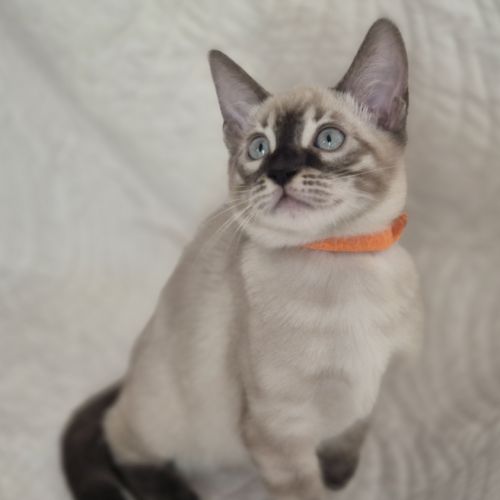 Magnifiques chatons bengal loof #1