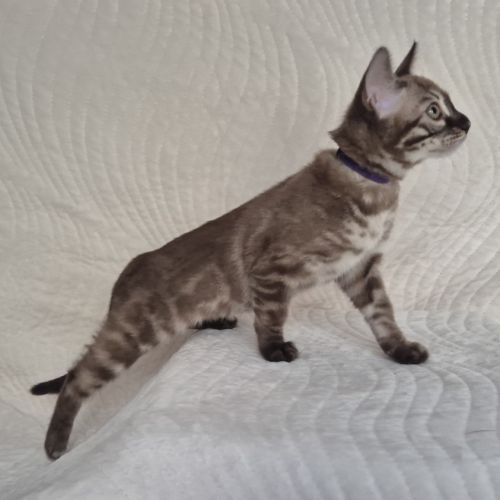 Magnifiques chatons bengal loof