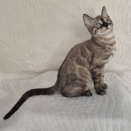 Magnifiques chatons bengal loof #4