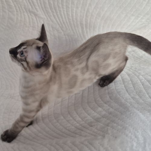 Magnifiques chatons bengal loof #6