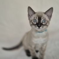 Magnifiques chatons bengal loof #3