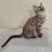 Magnifiques chatons bengal loof #4